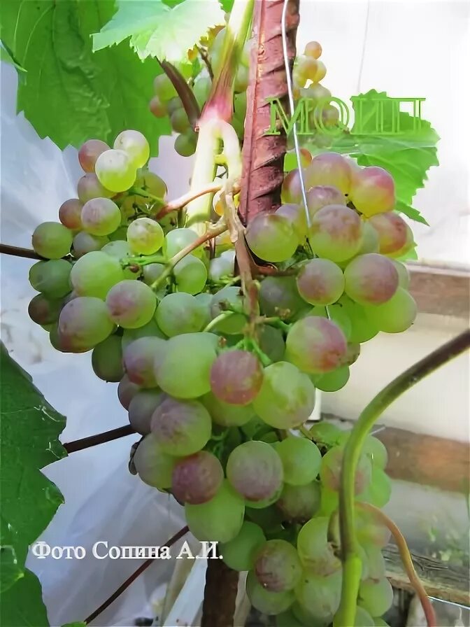Виноград съедобный "Коринка русская" (Vitis "Коринка русская"). Компания "Мика"