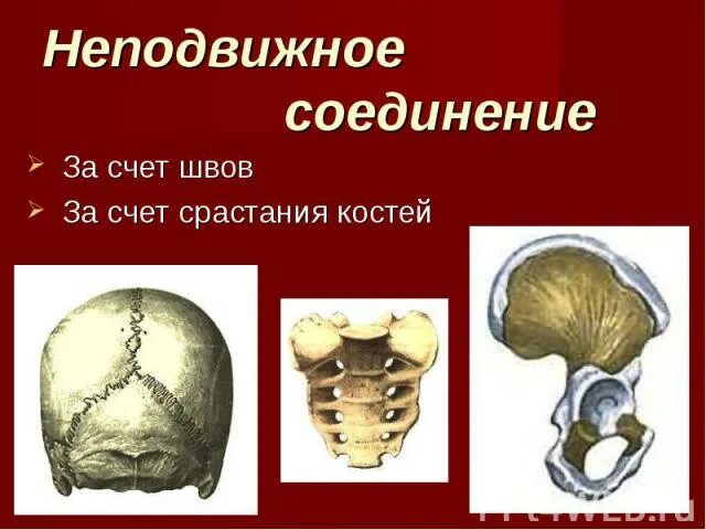Неподвижное соединение костей. Шов это неподвижное соединение костей. Неподвижное соединение костей человека. На рисунке изображено неподвижное соединение костей.