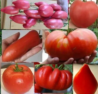 Минусинские томаты характеристики и описание