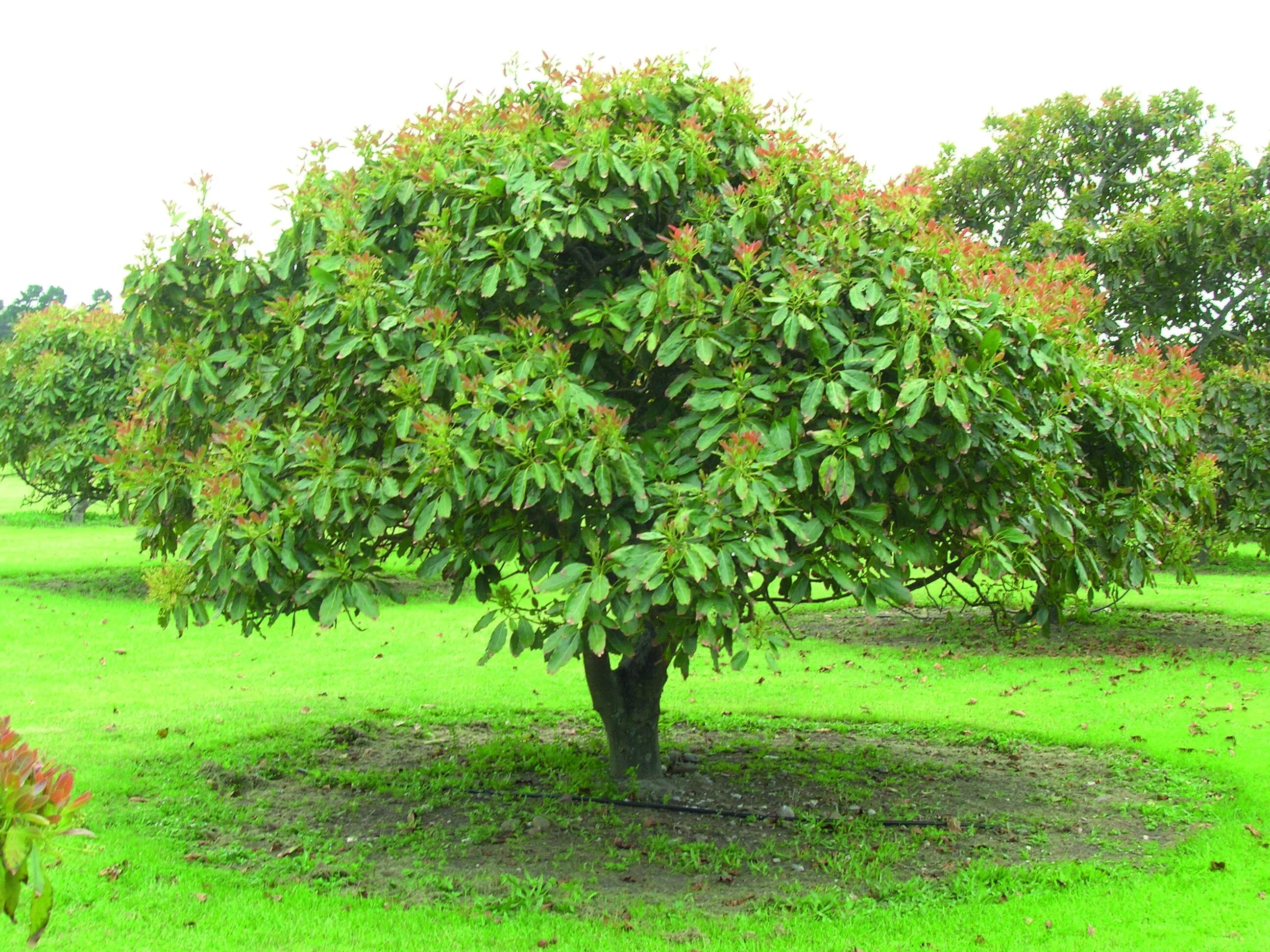 full-grown-avocado-tree Avocado tree, Grow avocado, Growing an avocado tree