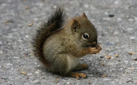Squirrel's
