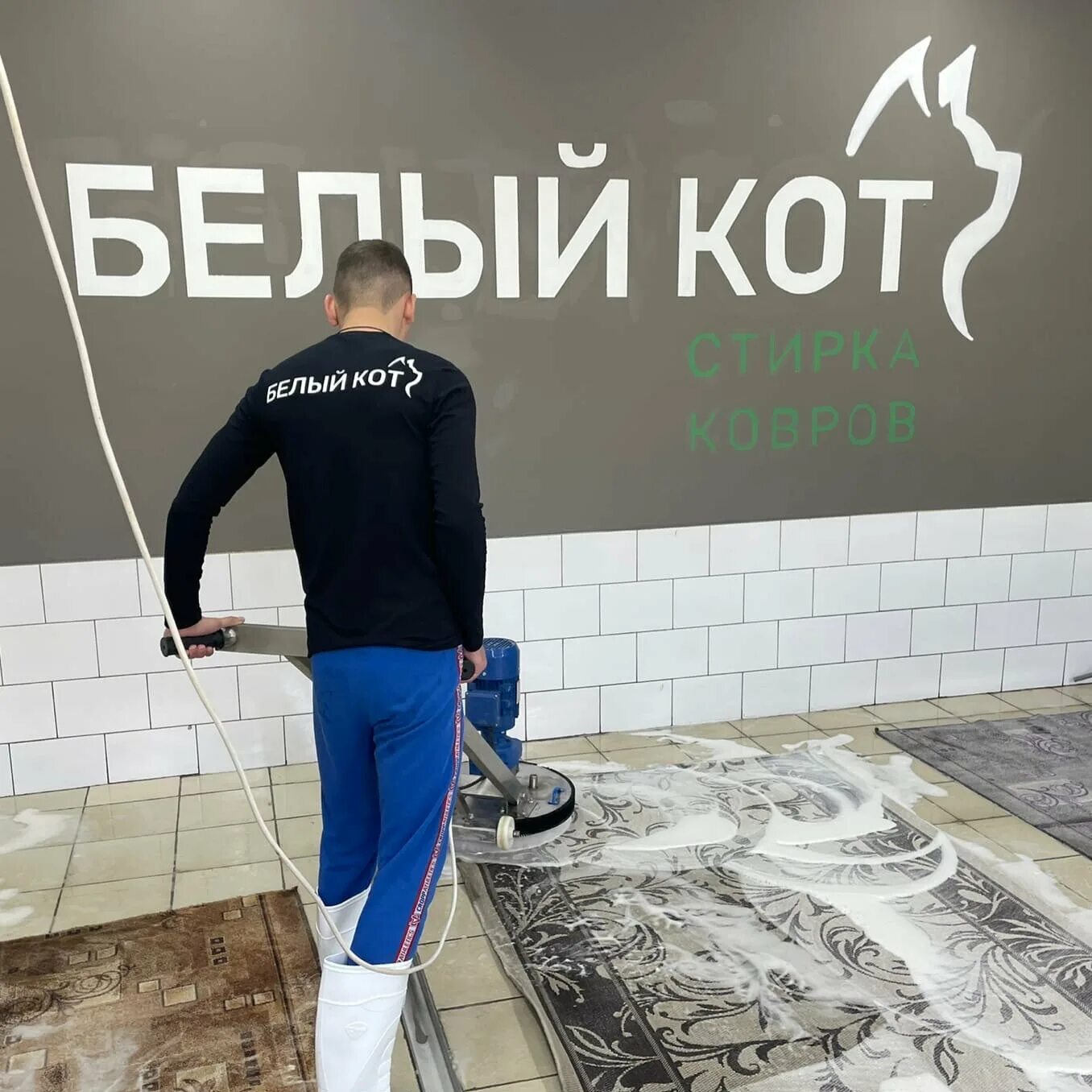 Белый кот бийск стирка ковров. Белый кот барнаул стирка ковров. химчистка белый кот барнаул. кот и химчистка. стирка ковров белый кот новокузнецк инстаграм.