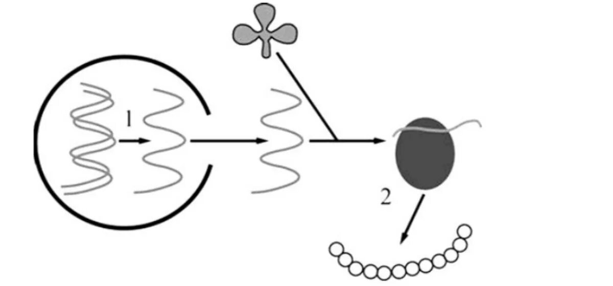 Биосинтез задания егэ. Процесс биосинтеза белка рисунок. Схема трансляции синтеза белка. Схема синтеза белка в рибосоме. Биосинтез белка схема ЕГЭ задания.