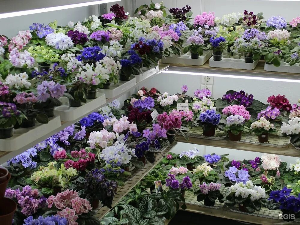 Фиалки нижний новгород. Optimara yosemite ii фиалка. Фиалки нижний новгород. 7 небо фиалка химера. Optimara yosemite ii фиалка.