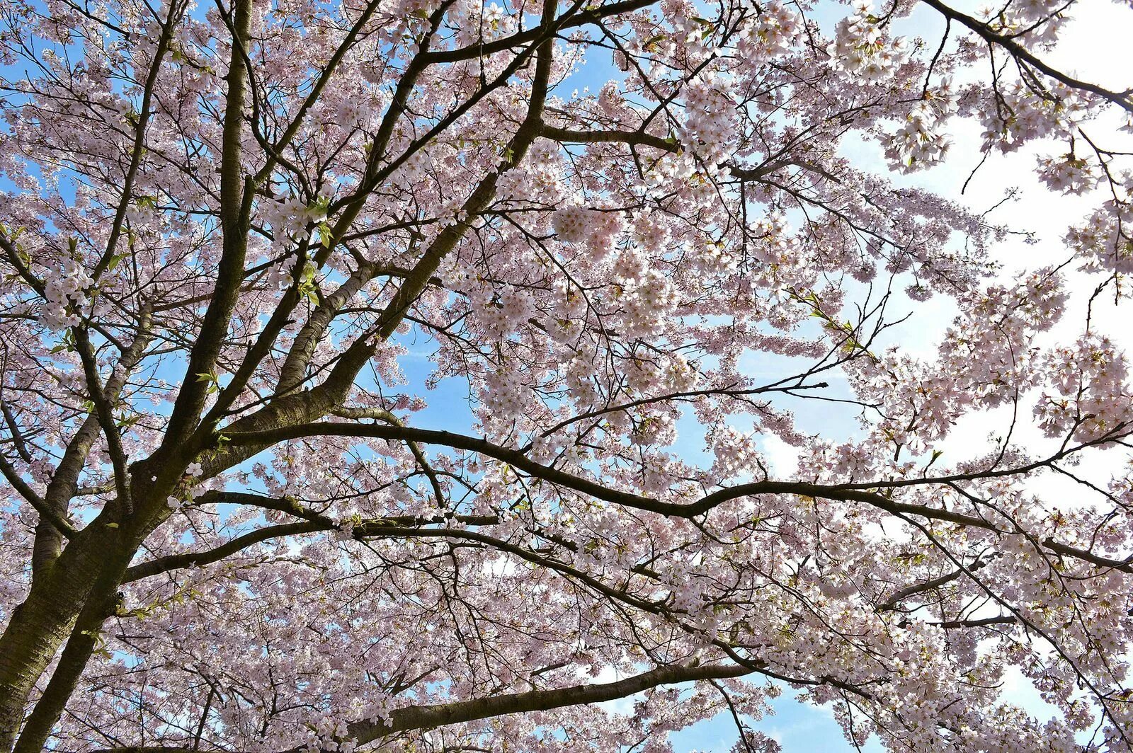 Big blossom. Сакура на день Победы. Cherry Blossom. Амстердам Нидерланды Сакура. Cherry Trees in Full Bloom.