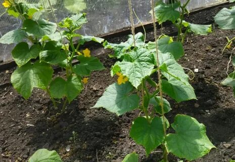 Посадка огурцов кураж