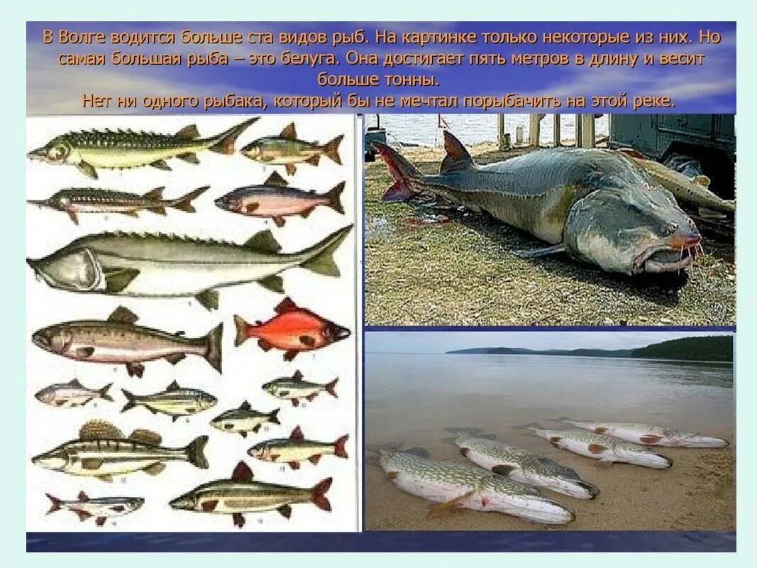 Federal State Budgetary Scientific Institution Caspian Fisheries Research Instit