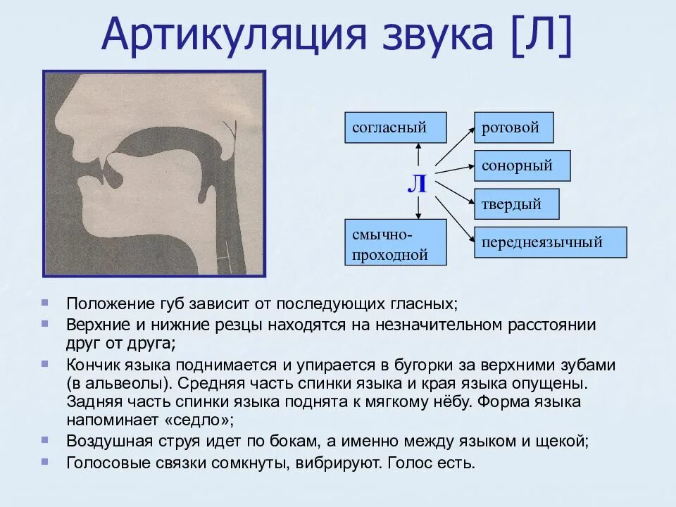 Голосовой англо. Профили артикуляции заднеязычных звуков. Правильная артикуляция звука л в логопедии. Логопедические профили артикуляции звука л. Артикуляция звука г и гь.