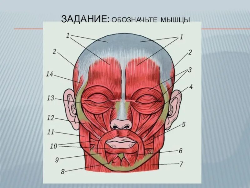 Затылок описание. Мимические мышцы лица анатомия вид спереди. Мышцы лица человека сбоку. Мимические мышцы головы анатомия. Лицевые мышцы человека анатомический атлас.