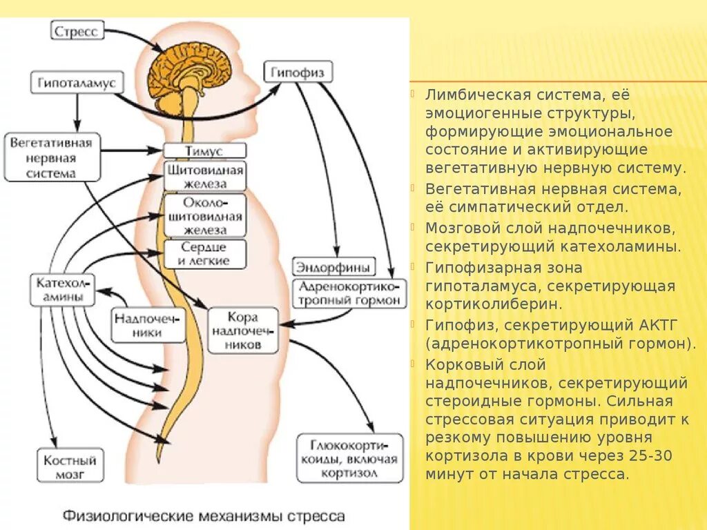 Физиологические механизмы стресса схема. Физиологический механизм развития стресса. Стадии развития стресса физиология. Схема развития стресса физиология.