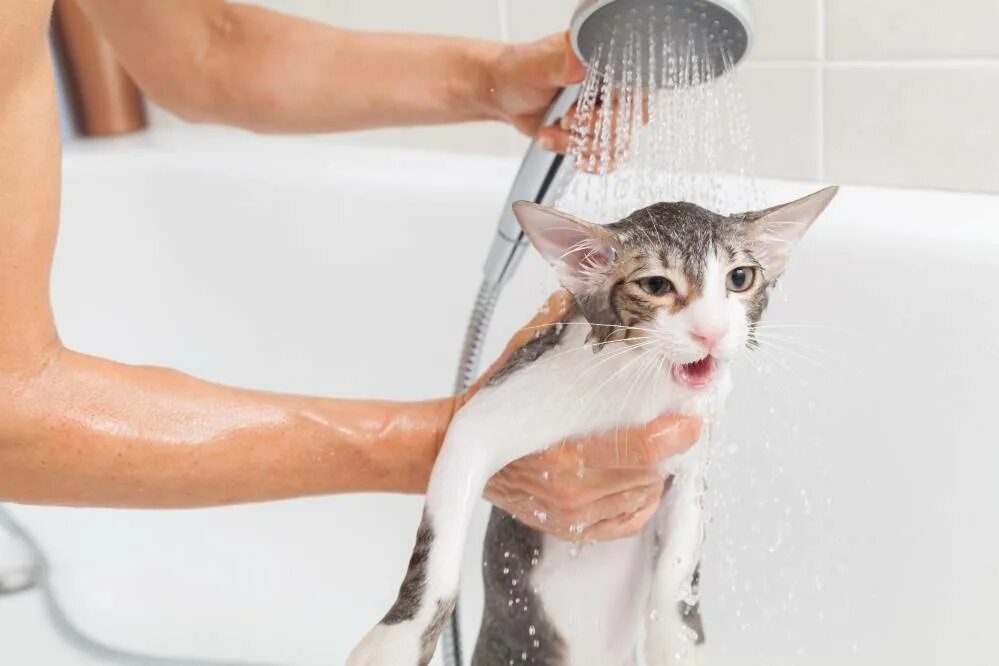 Коты после мытья. Мытье кошки. Купание кошки. Кошка моется. Помывка кошки.