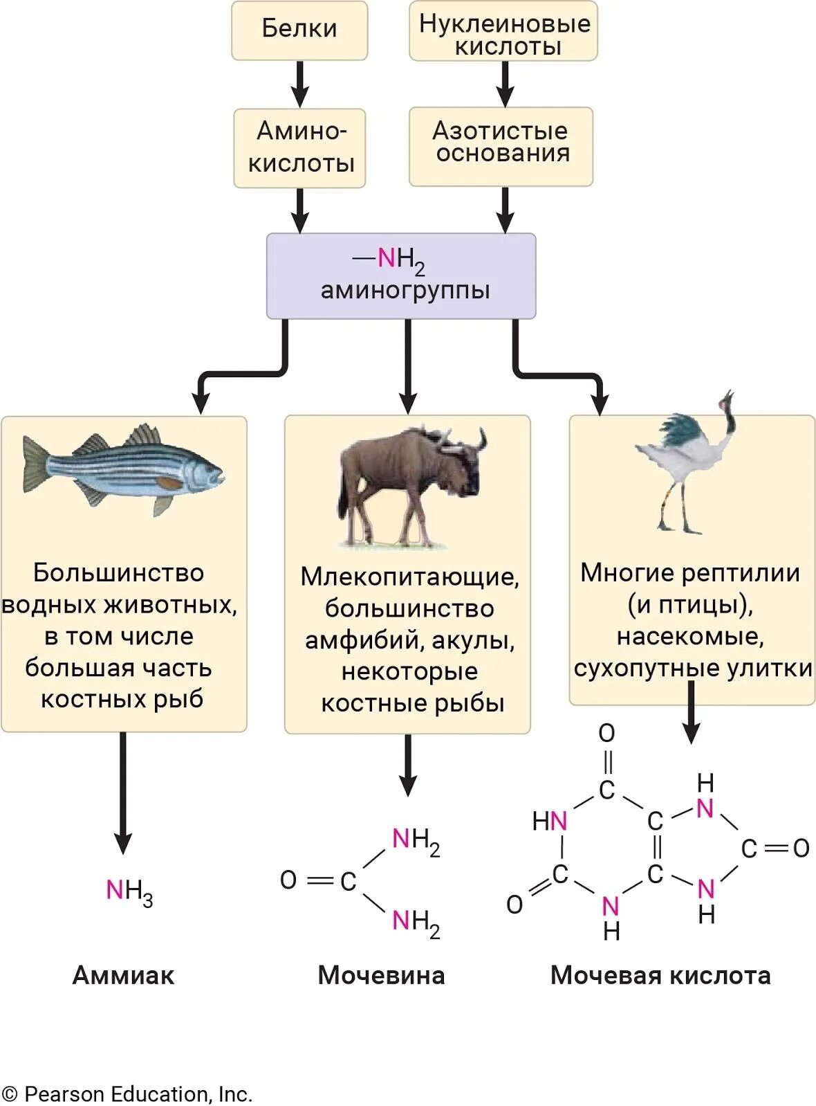 Основной конечный продукт азотистого обмена. Мочевая кислота конечный продукт азотистого обмена у. Конечные продукты обмена веществ у животных. Конечный продукт азотистого метаболизма у рыб. Конечный продукт азотистого обмена мочевина.