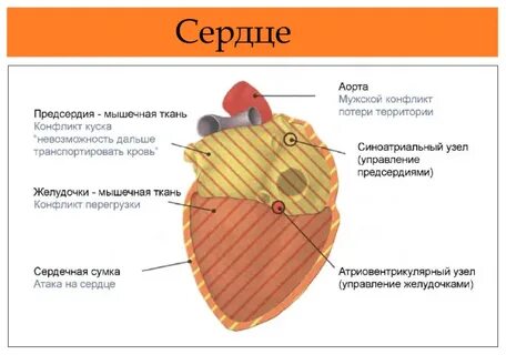 Сердце психосоматика причины