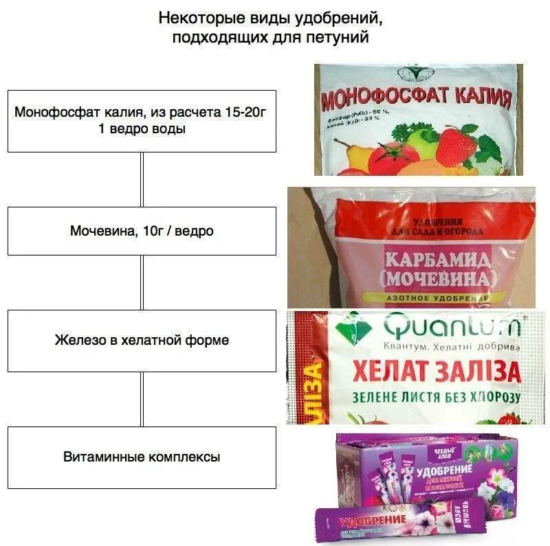 Монофосфат калия петунья. Схема подкормки рассады петунии. Подкормка петунии после пикировки рассады. Схема удобрения рассады. Схема подкормки петуний для обильного цветения.