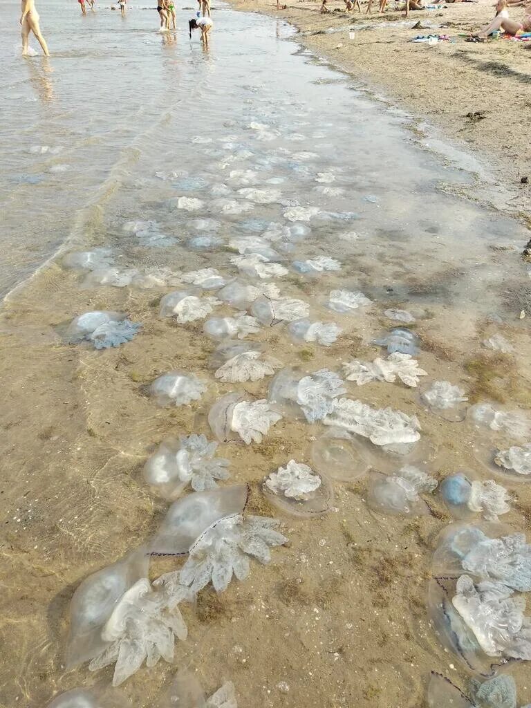 Почему много медуз. Корнерот в Азовском море. Нашествие медуз в Азовском море. Медуза корнерот в Азовском море. Медузы на берегу Азовского моря.