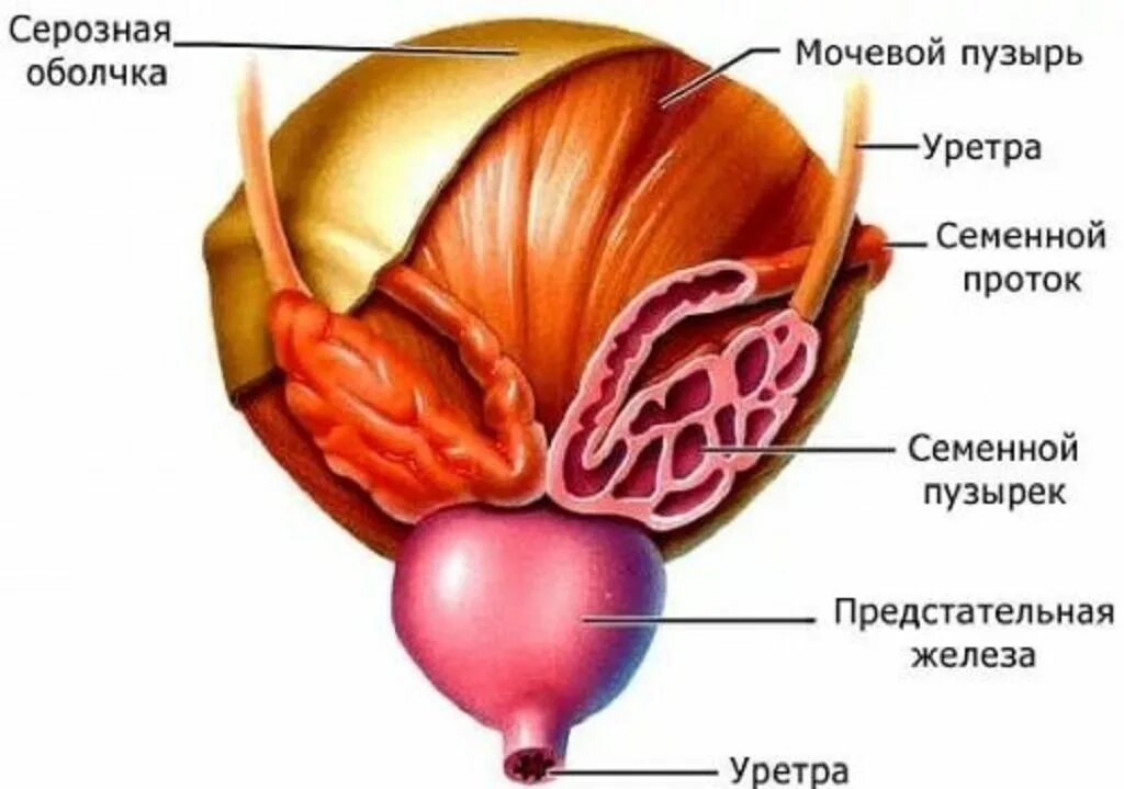 Семенной пузырек семенная железа