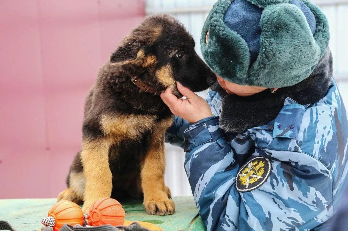 Служебные собаки. Служебные собаки на службе. Служебные собаки ФСИН. Служебные щенки. Можно ли с собакой на избирательный участок