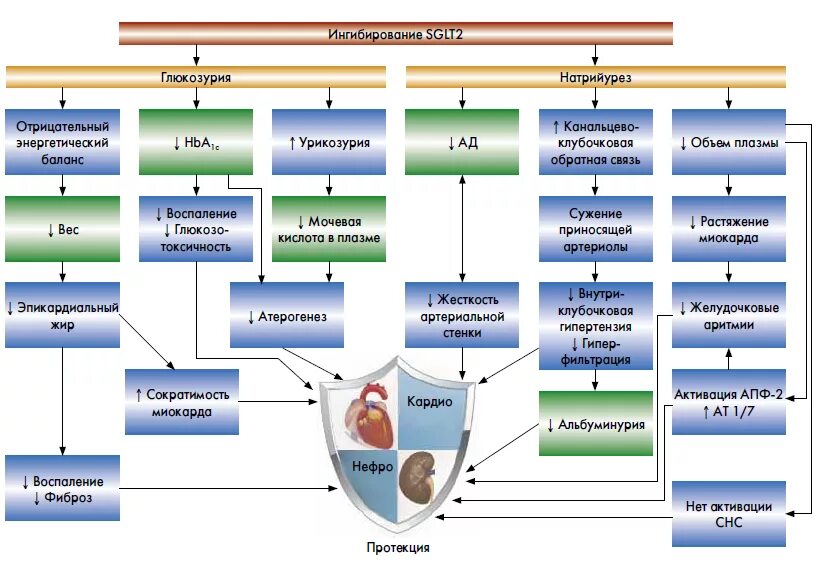 Ингибиторы sglt2 механизм действия. Ингибиторы натрий-глюкозного котранспортера 2 типа. Дапаглифлозин механизм действия при ХСН. Ингибиторы натрий-глюкозного котранспортера. Ингибиторы глюкозного котранспортера