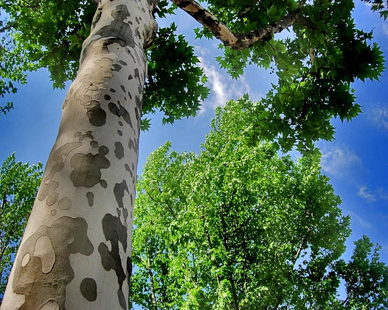 Что такое чинара. Platanus orientalis дерево. Платан Восточный (Чинара) Platanus orientalis. Платан Западный Platanus occidentalis. Платан Чинар дерево.