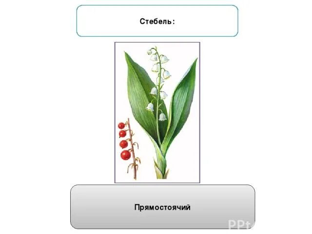 Растение имеющее прямостоячий стебель. Растение имеющее прямостоячий стебель