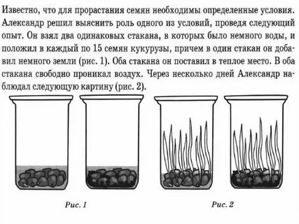 Семенам для прорастания необходим свет