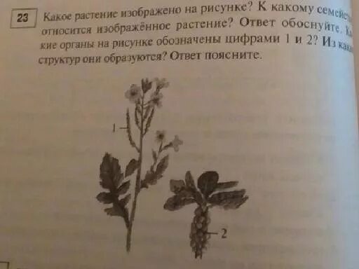 Признаки какого класса на нем изображены. К какому семейству относится изображенное на рисунке растение?. К какому классу относится растение изображенное на рисунке. К какому семейству относят растение, изображенное на рисунке. На рисунке изображено растение, относящиеся к группе:.