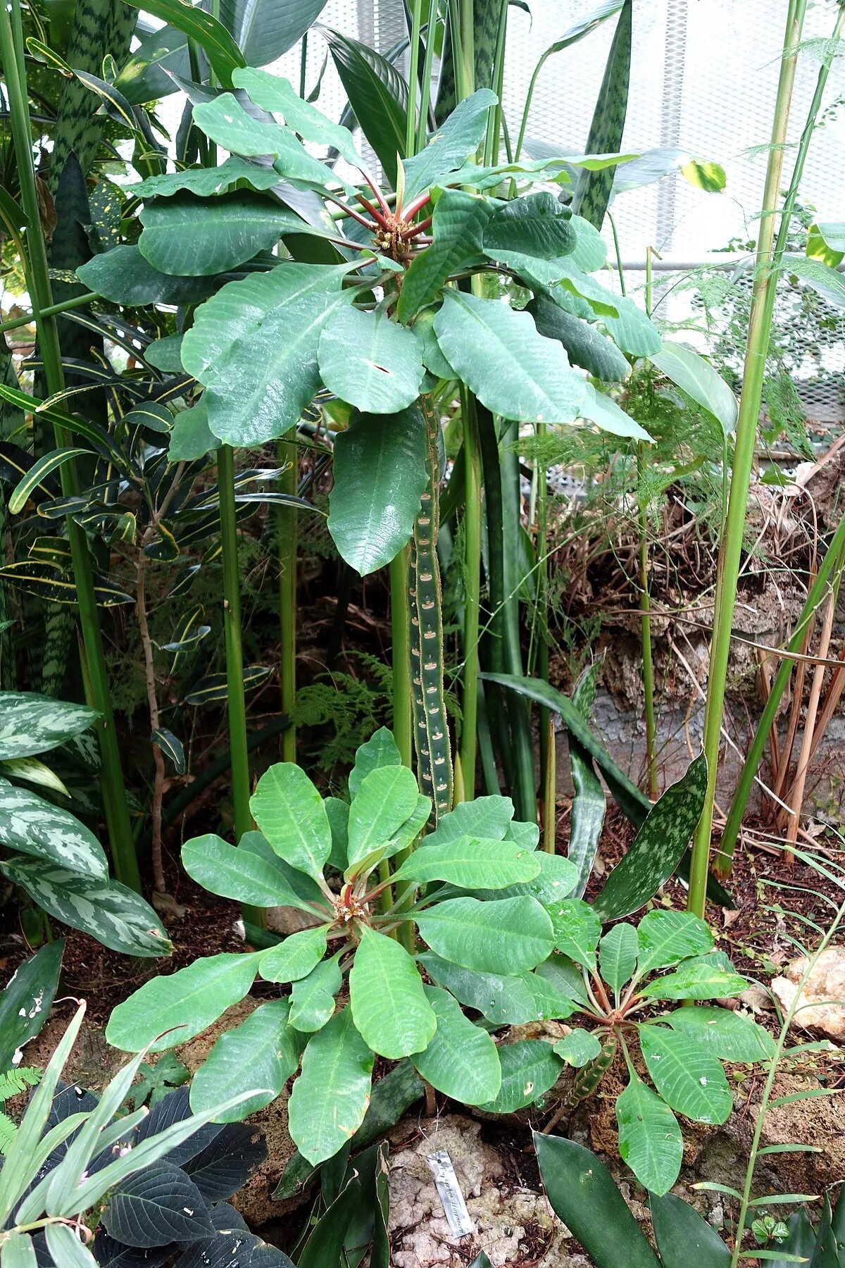 Datei:Euphorbia leuconeura - Krohn Conservatory - DSC03707.JPG - Wikipedia