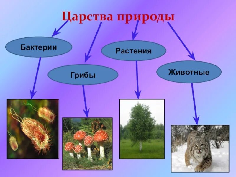 Грибы растения животные что лишнее. Царство животных царство растений царство грибов царство бактерий. Царство растений животных грибов бактерий вирусов. Царство животных растений грибов бактерий. Бактерии грибы растения животные это царство.