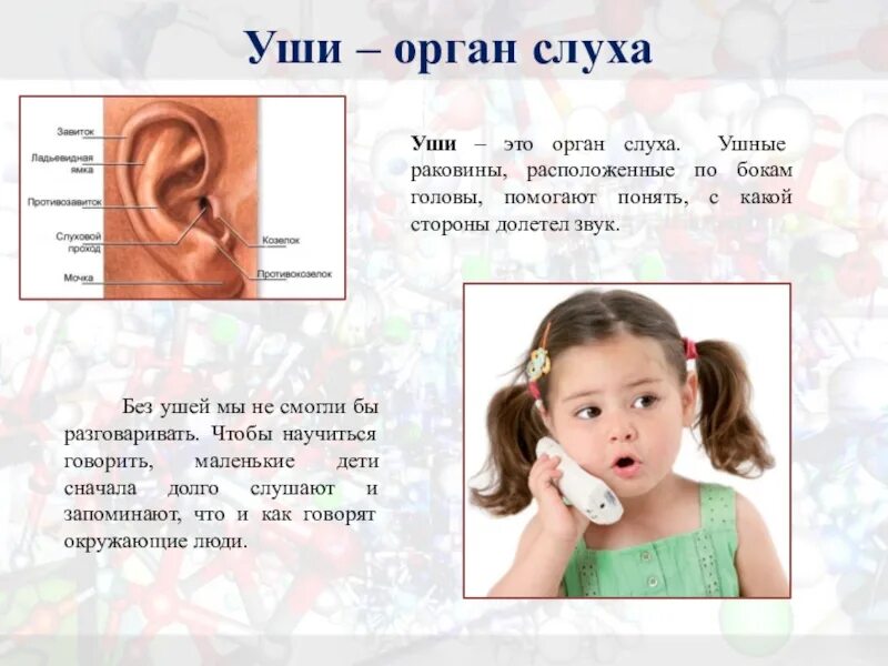 Орган слуха наружное ухо среднее ухо внутреннее ухо. Слух 2 класс. Слух 2 класс. Органы чувств слух анатомия. Презентация на тему органы слуха.