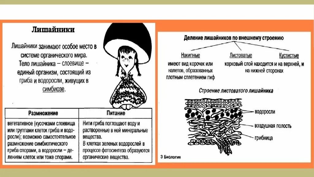 Царство грибы строение. Строение гриба и лишайника. Царство грибы лишайники. Лишайники строение питание размножение.