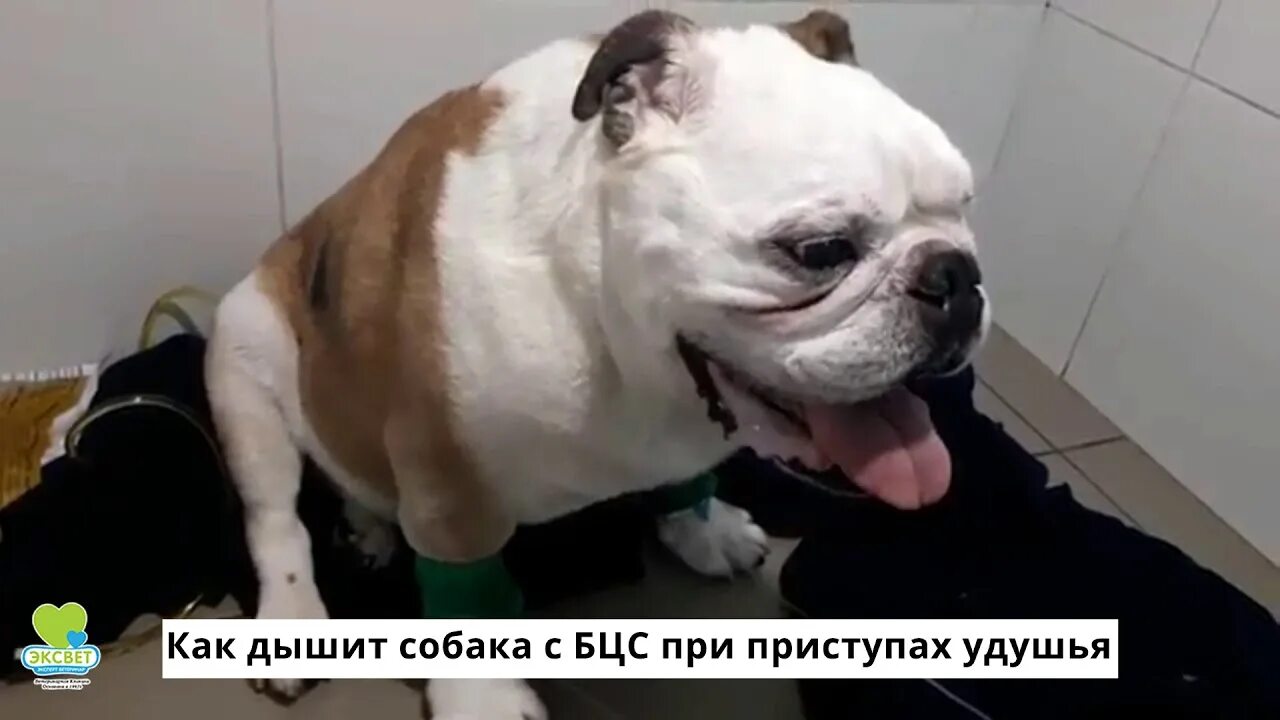 Как часто дышит собака. Собака дышит.