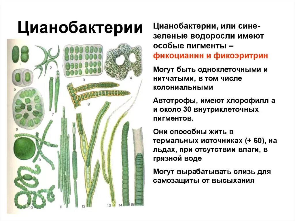 Хромосомы водорослей. Отдел цианобактерии сине-зеленые водоросли. Синезеленые цианобактерии. Представители цианобактерий название. Цианобактерии бактерии 5 класс биология.