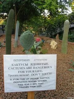 Почему кактусы нельзя