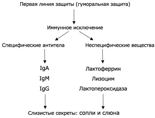 Линия защиты рф. Линии защиты иммунитета. Иммунное исключение. Первая линия иммунной защиты. Первая и вторая линия иммунной защиты.