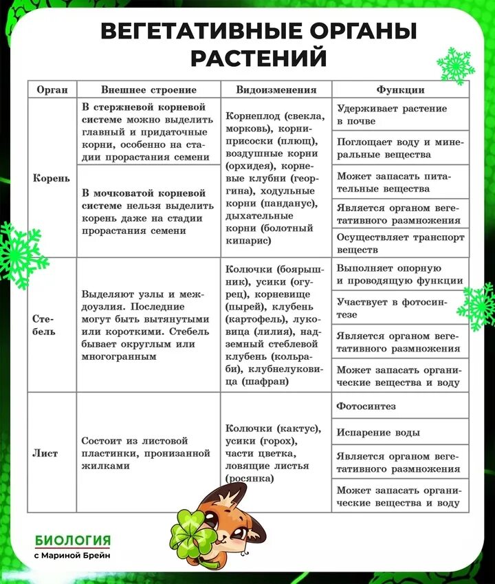Все вегетативные органы. Что это вегетативные и репродуктивная. Вегетативные органы растений таблица. Строение цветковых покрытосеменных растений. Строение органов цветкового растения.