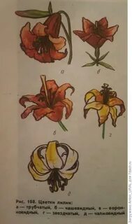 Лилия растение систематика