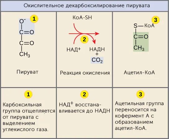 Пируватдегидрогеназный мульферментный комплекс