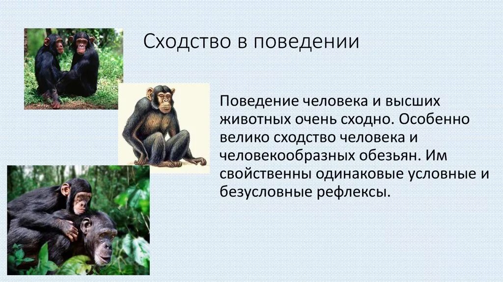 Шимпанзе отличается от человека. Сходства поведения человека и животных. Сходство человека и человекообразных обезьян. Сходства в поведении человека и обезьяны. Сходство в поведении человекообразных обезьян и человека.