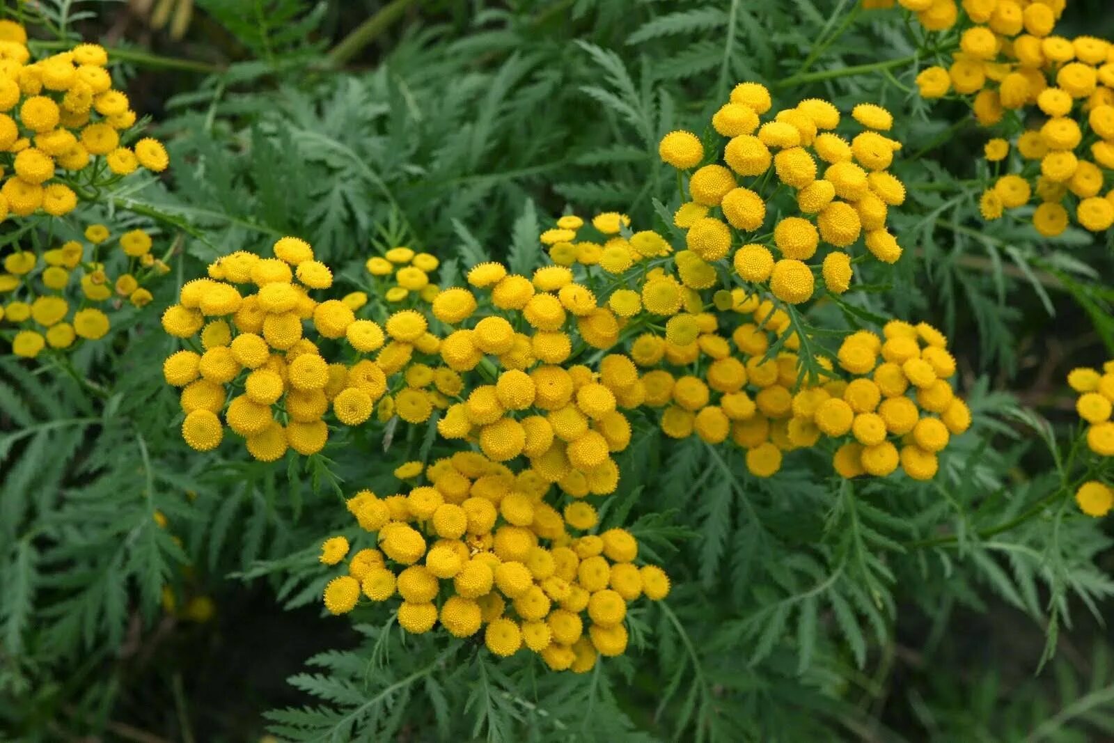 Пижма обыкновенная, Дикая Рябинка. Пижма обыкновенная (Tanacetum vulgare). Пижма тысячелистниковая. Пижма тысячелистная (Tanacetum millefolium).