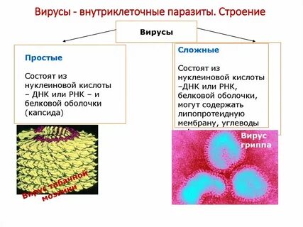 Почему вирусы паразиты