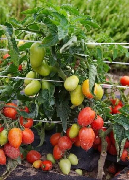 Уральский Дачник - каталог 2022-2023 в интернет магазине WildBerries.ru Страница