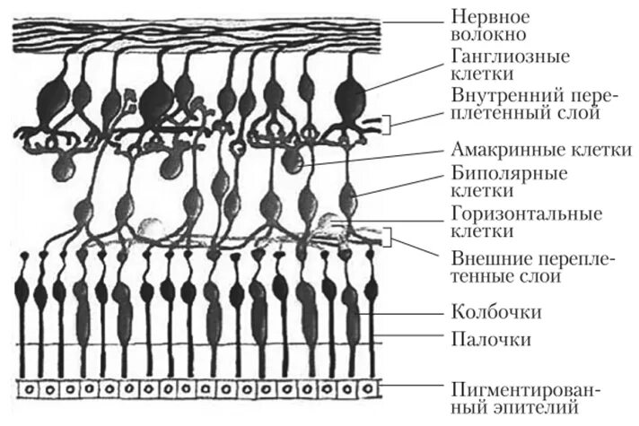 Строение сетчатки рисунок. Строение рецепторного аппарата сетчатки глаза. Схема строения сетчатки. Микроскопическое строение сетчатки. Схема строения слоев сетчатки.