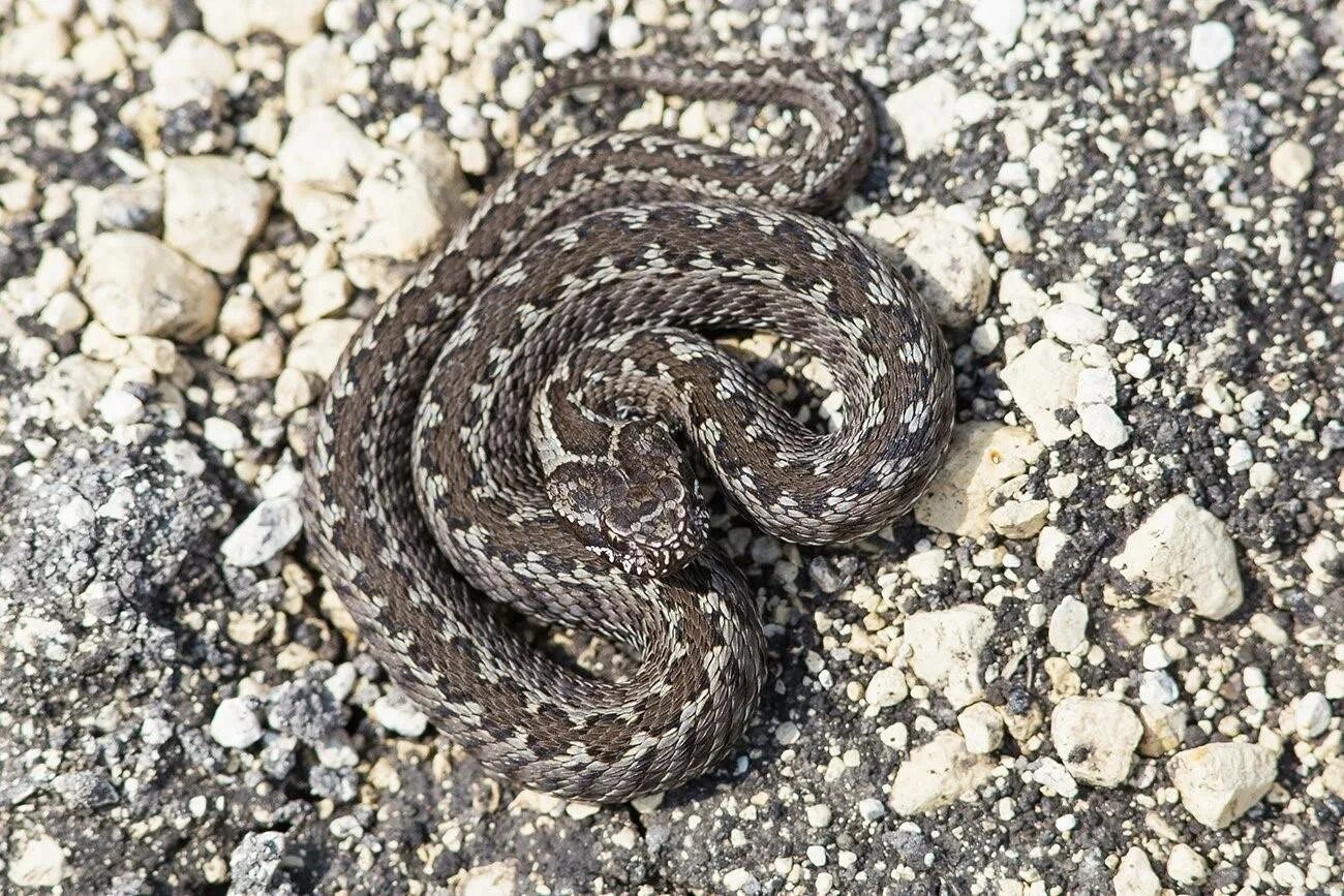 Степная гадюка медянка. Восточная Степная гадюка Vipera Renardi (Christoph, 1861). Степная гадюка Краснодарский край. Степная гадюка (Vipera ursinii).