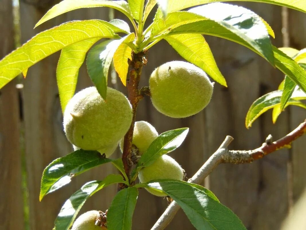 Free Images : tree, nature, branch, fruit, flower, floral, food, produce, evergr