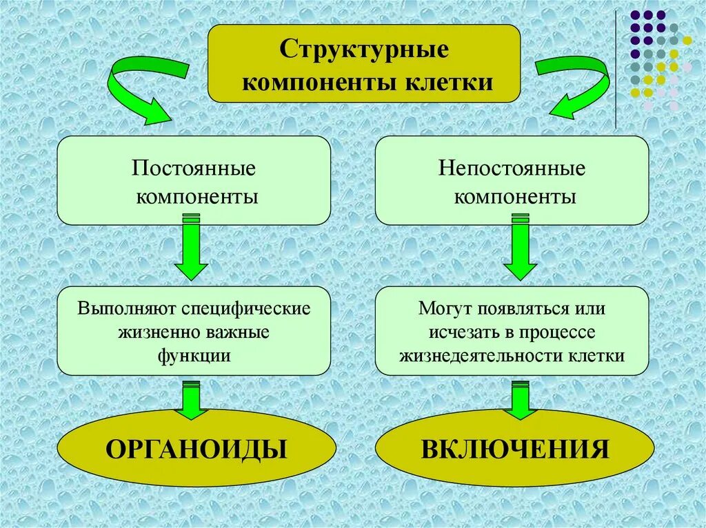 2 какие функции выполняет клетка