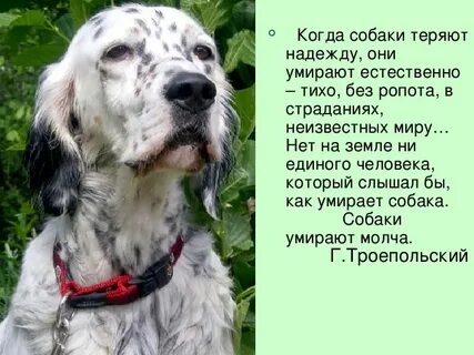 Шавка текст