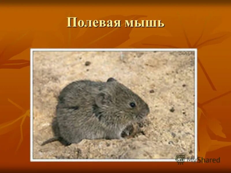 морфологический критерий мыши полевой. маленький белый грызун подмосковья. ольхонская полевка. мышь полевая и её строение и особенности. полевая мышь малютка.