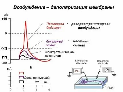 Почему нет возбуждения у мужчины