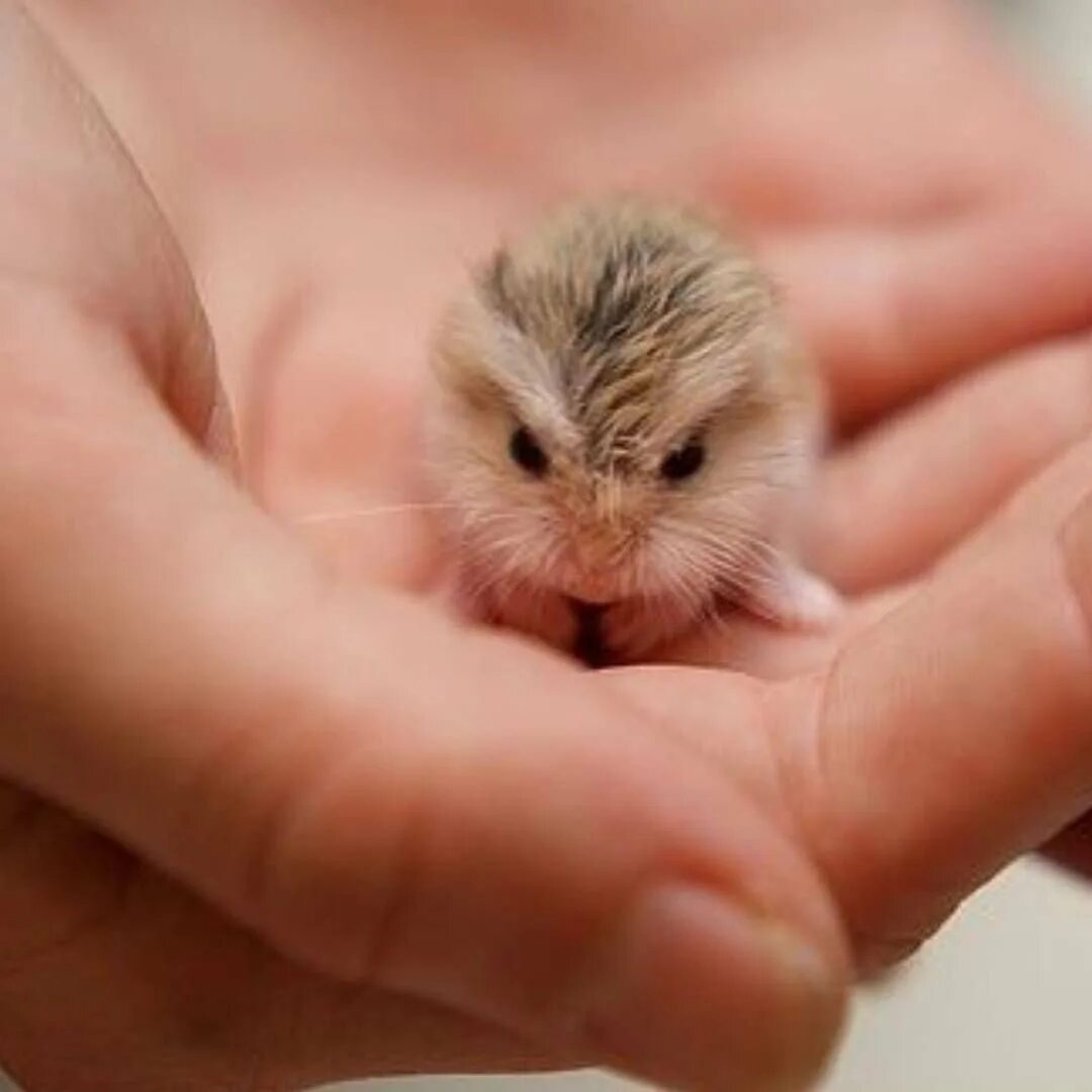 маленький крошечный. маленький крошечный. хомяк джунгарик. маленький крошечный. маленькие грызуны.