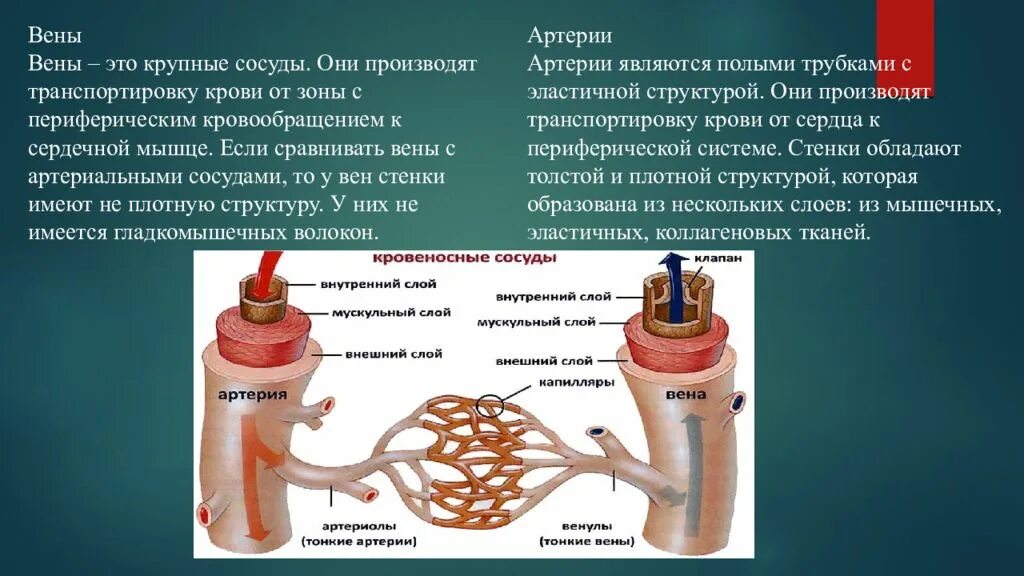 Сосудистую и дыхательную системы. Сосуды дыхательной системы. взаимосвязь дыхательной и кровеносной систем. органы дыхания и кровеносная система. сердечно-сосудистая дыхательная и нервная системы.